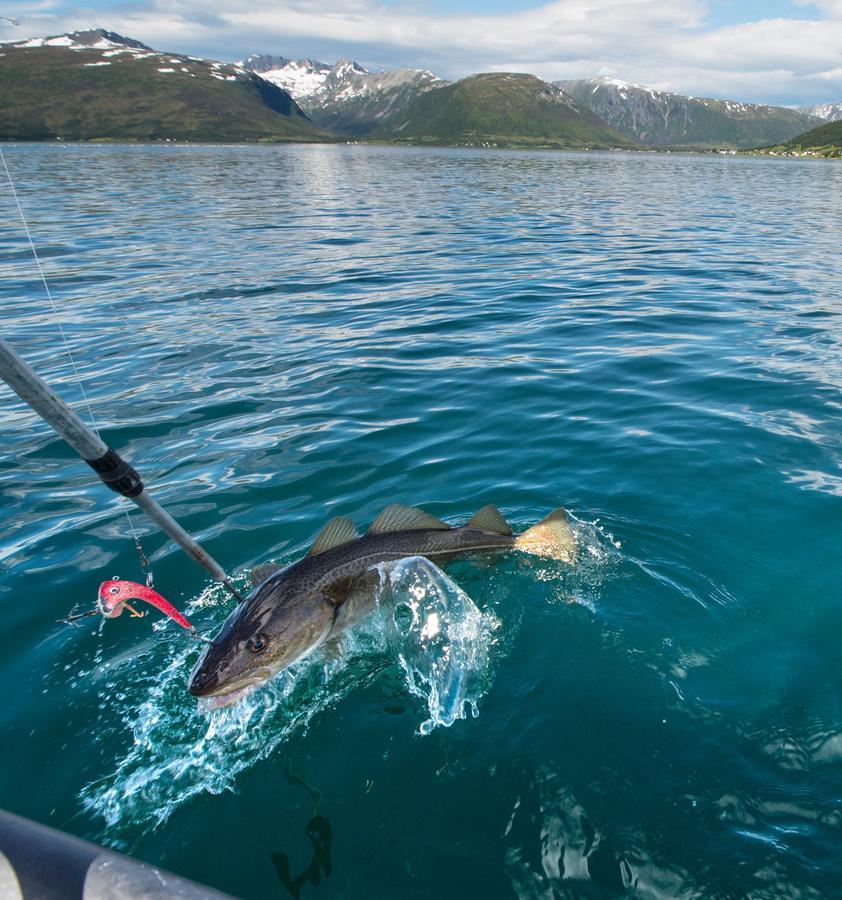 Vikran Vacation: Sea Fishing And Northern Lights Eksteriør bilde