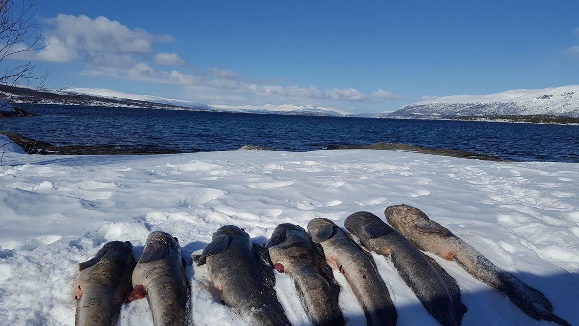 Vikran Vacation: Sea Fishing And Northern Lights Eksteriør bilde