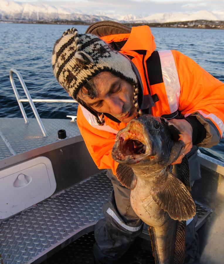 Vikran Vacation: Sea Fishing And Northern Lights Eksteriør bilde